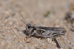 Dociostaurus jagoi occidentalis