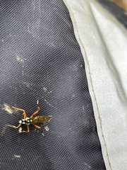 Xanthocryptus novozealandicus