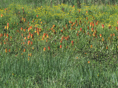 Kniphofia uvaria