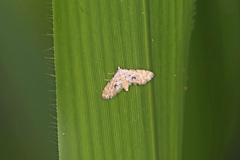 Parapoynx sinuosa