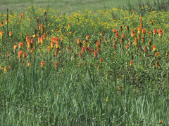 Kniphofia uvaria