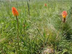Kniphofia uvaria
