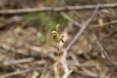 Pterostylis roensis