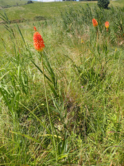 Kniphofia uvaria