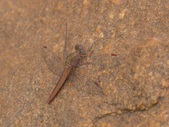 Crocothemis sanguinolenta