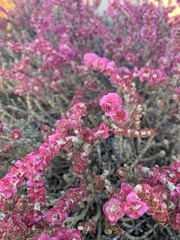 Anabasis articulata