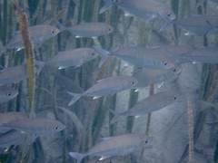 Caranginae
