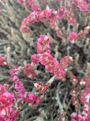 Anabasis articulata