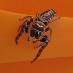 Opisthoncus polyphemus