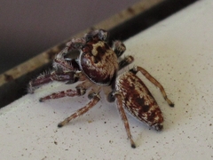 Opisthoncus polyphemus