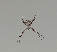 Argiope anasuja