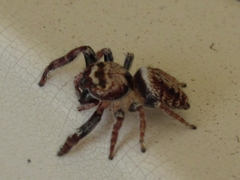 Opisthoncus polyphemus