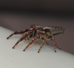 Opisthoncus polyphemus