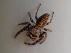 Opisthoncus polyphemus