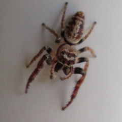 Opisthoncus polyphemus