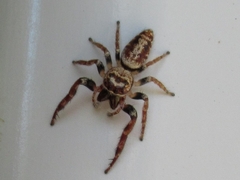 Opisthoncus polyphemus