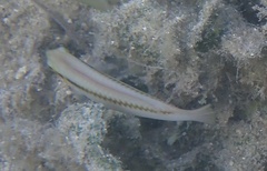Halichoeres scapularis