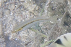 Halichoeres scapularis