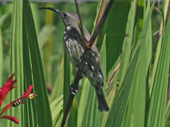 Chalcomitra amethystina