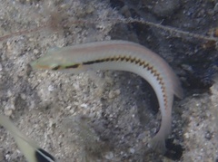 Halichoeres scapularis