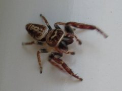 Opisthoncus polyphemus