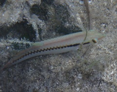 Halichoeres scapularis