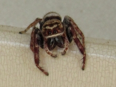 Opisthoncus polyphemus