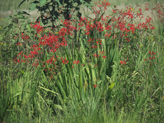 Crocosmia paniculata