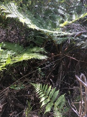Cyathea cooperi