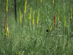 Kniphofia laxiflora