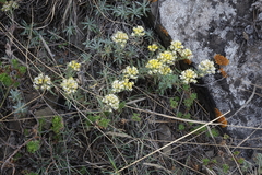 Alyssum lenense
