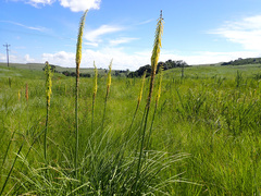 Kniphofia laxiflora