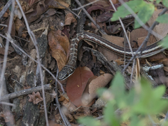 Psammophis subtaeniatus