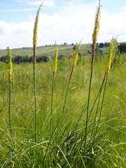 Kniphofia laxiflora