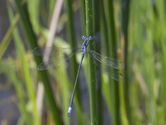 Lestes plagiatus