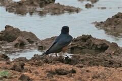 Cecropis senegalensis