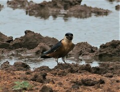 Cecropis senegalensis