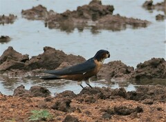 Cecropis senegalensis