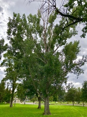 Populus deltoides