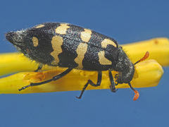 Hycleus lunatus