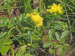 Leobordea