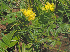 Leobordea