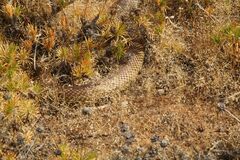 Pseudechis australis