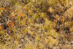 Pseudechis australis