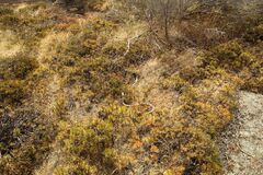 Pseudechis australis