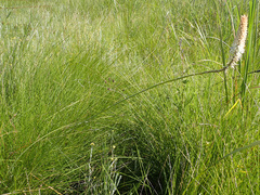 Kniphofia buchananii