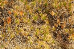 Pseudechis australis