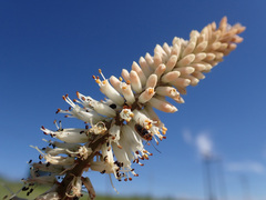 Kniphofia buchananii