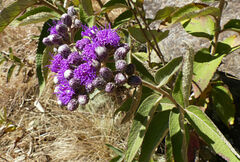 Vernonia bipontini