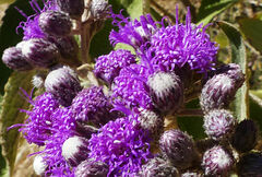 Vernonia bipontini